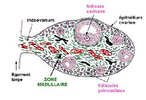 Ovaire_1